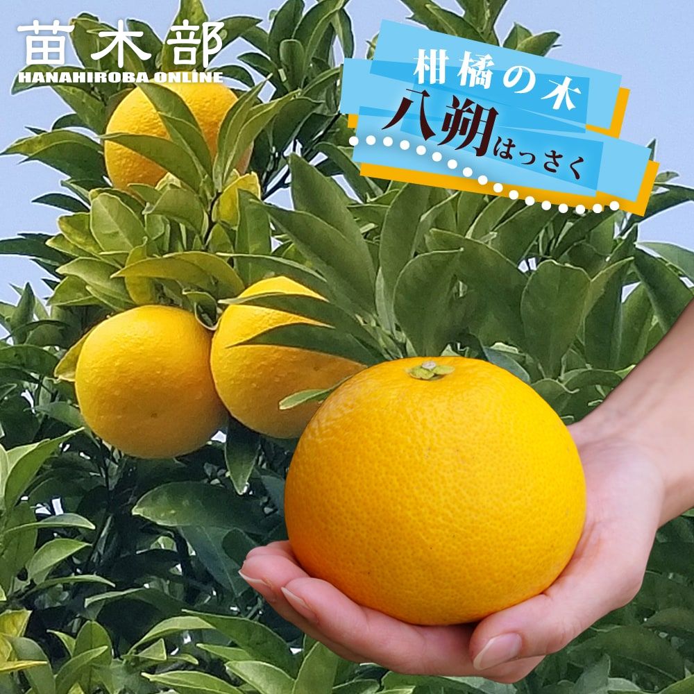 甘夏みかん 苗 おすすめ 苗木部 By 花ひろばオンライン