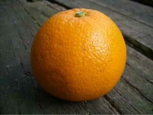 八朔 雑柑類 苗 おすすめ 苗木部 By 花ひろばオンライン 八朔 雑柑類 苗 おすすめ 苗木部 By 花ひろばオンライン