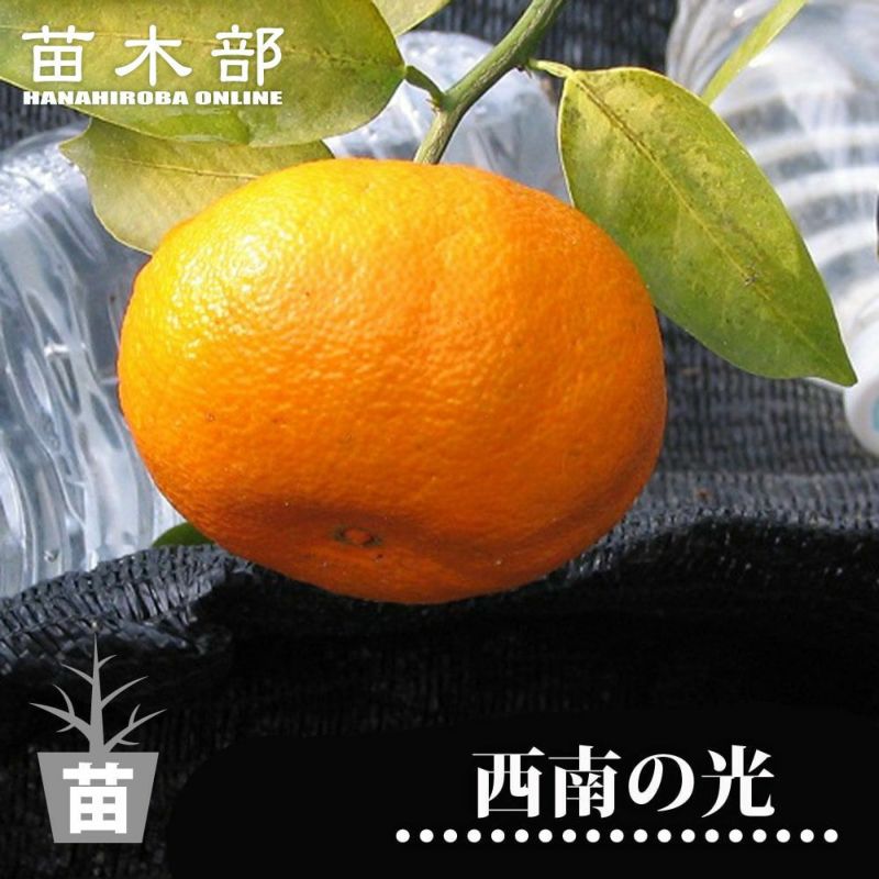 みかん 苗木 麗紅 オレンジ 3年生接木大苗 産地で剪定済 1.0m苗 登録
