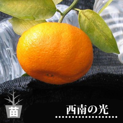 糖度14度の新しいみかん。種が少なく香りも豊か。 みかん 苗木 【西南のひかり （西南の光）】 3年生接木大苗 【産地で剪定済 1.0m苗】  登録品種・品種登録 【予約販売】9月下～11月下旬頃発送