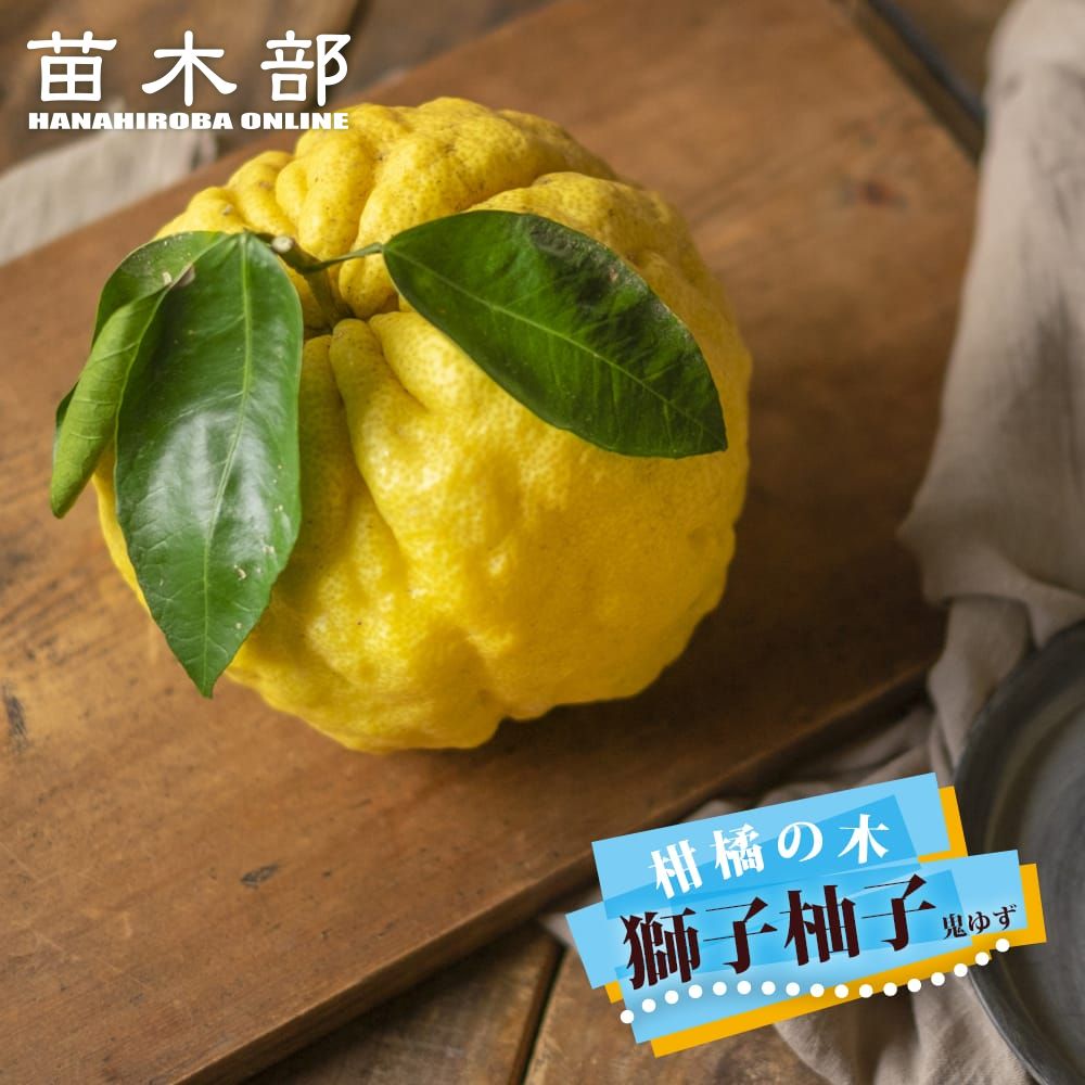 ポポー ウィルソン 苗 育て方 苗木部 By 花ひろばオンライン