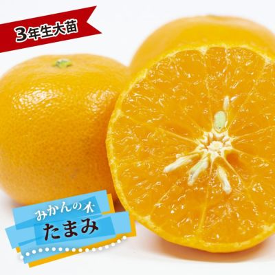 PJpjPJさま専用 ⑤津之輝 4年生 苗木 実つき 登録品種 津之輝 4年生 苗木 実つき！ 登録品種