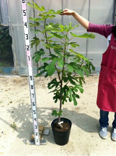 ひろ イチジク いちじく 穂木 苗 ひろ様専用 イチジク いちじく 穂木 苗 果樹栽培】 イチジクは