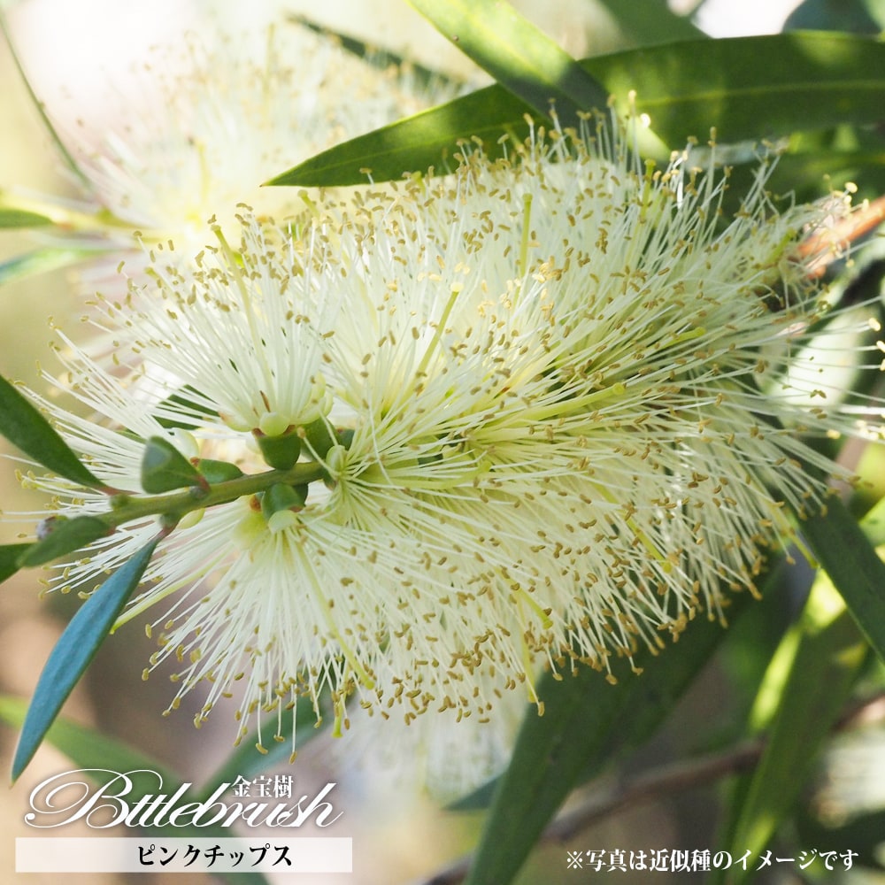 キンポウジュ 苗木部 本店 By 花ひろばオンライン