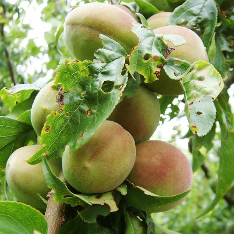 梅苗木 楽天市場】梅の苗木 【露茜】 梅 うめ 2年生接木苗 スリット鉢植え