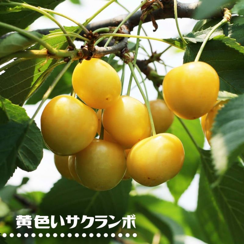 新品正規品 黄色いサクランボ様専用③ bbd40543 驚きの価格 -www.cfscr.com