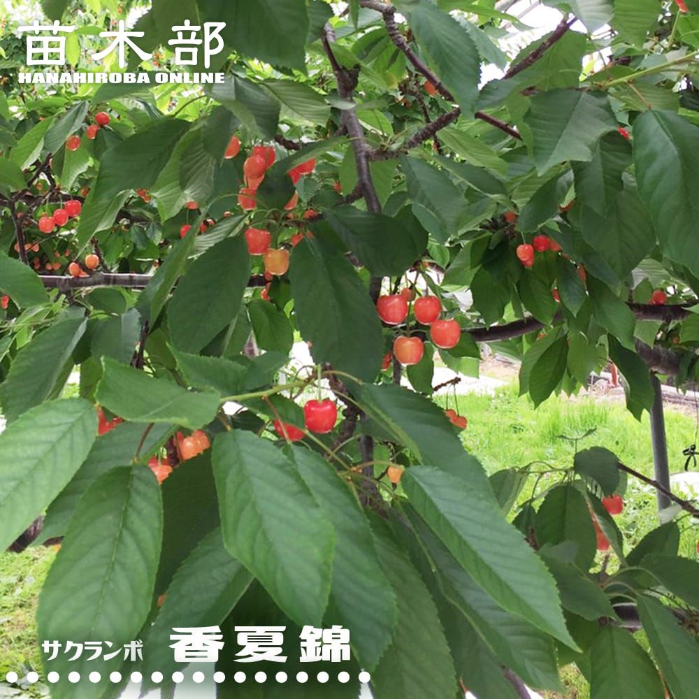 ほおずき 鉢植え 限定販売 夏の風物詩 送料無料 お中元 ギフト プレゼント 誕生日 お祝い 鉢花 多年草 苗木部 本店 By 花ひろばオンライン