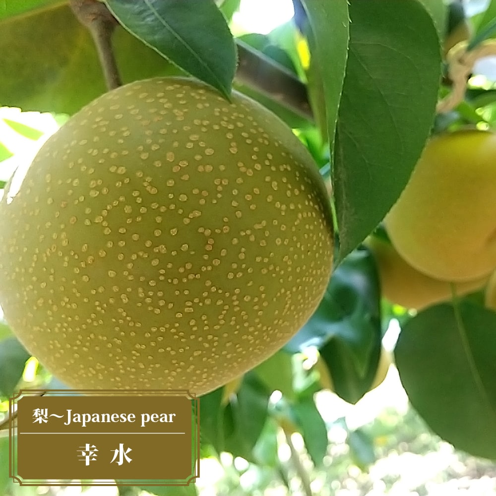 豊水梨 幸水梨 なし苗木セット