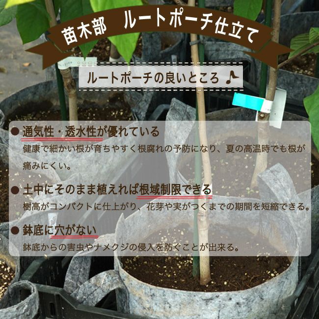 サクランボ 高砂 苗 おすすめ 苗木部 By 花ひろばオンライン