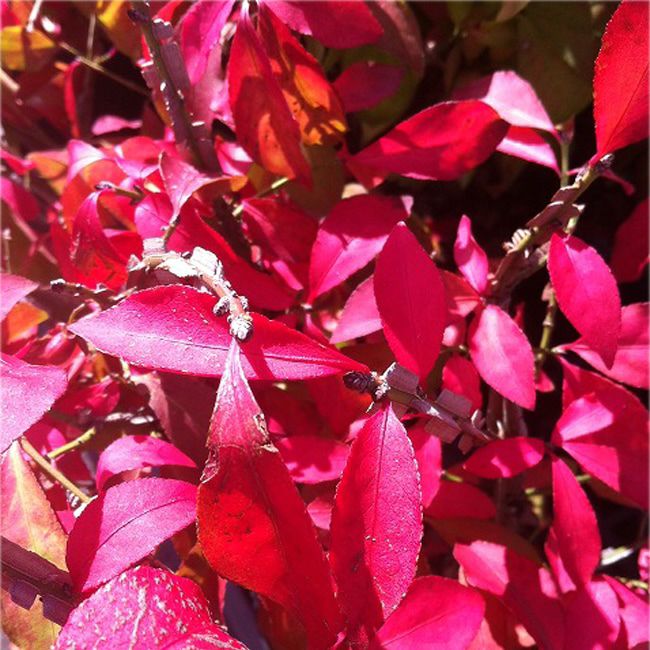 ニシキギ コンパクタ 矮性品種 世界三大紅葉樹 紅葉 落葉樹 鉢植え