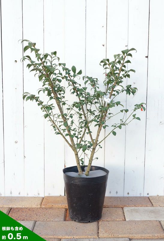 ニシキギ コンパクタ 苗 販売 苗木部 By 花ひろばオンライン