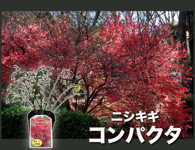 ニシキギ コンパクタ 矮性品種 世界三大紅葉樹 紅葉 落葉樹 鉢植え