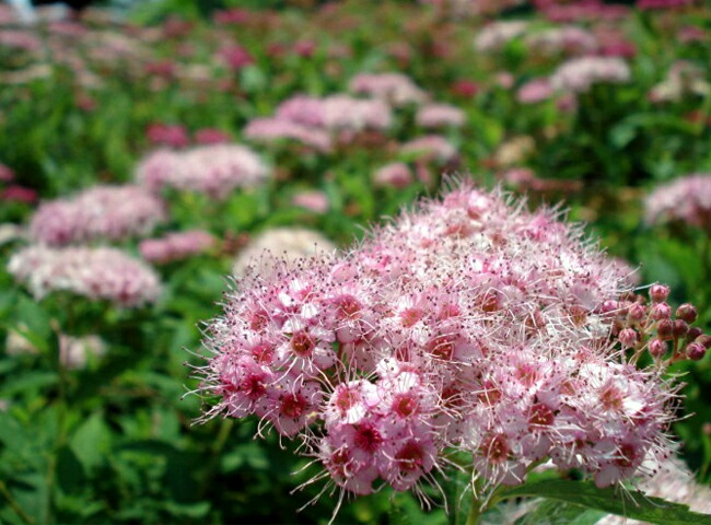京鹿の子 キョウカノコ 赤花 1株入 植え付け時期3月下旬まで 予約販売11月末頃入荷予定
