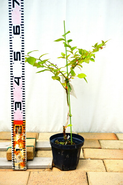 【はやpapa】ブルーベリー接木苗　4本セット 000000016047-02-l.jpg?t=