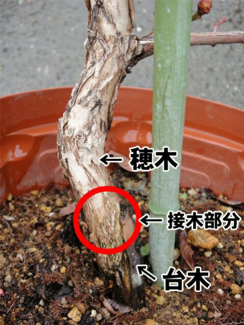 ブルーベリー ノーザンハイブッシュ系 ハンナズチョイス 苗 通販 苗木部