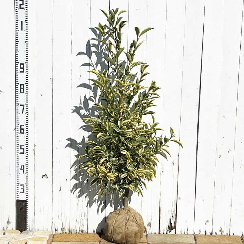 斑入りサカキ苗木 稀少 大型130㎝ 10号 整った樹形 綺麗な葉色 庭木 鉢植 斑入りサカキ苗木 稀少 大型130㎝ 10号 整った樹形 綺麗な葉色