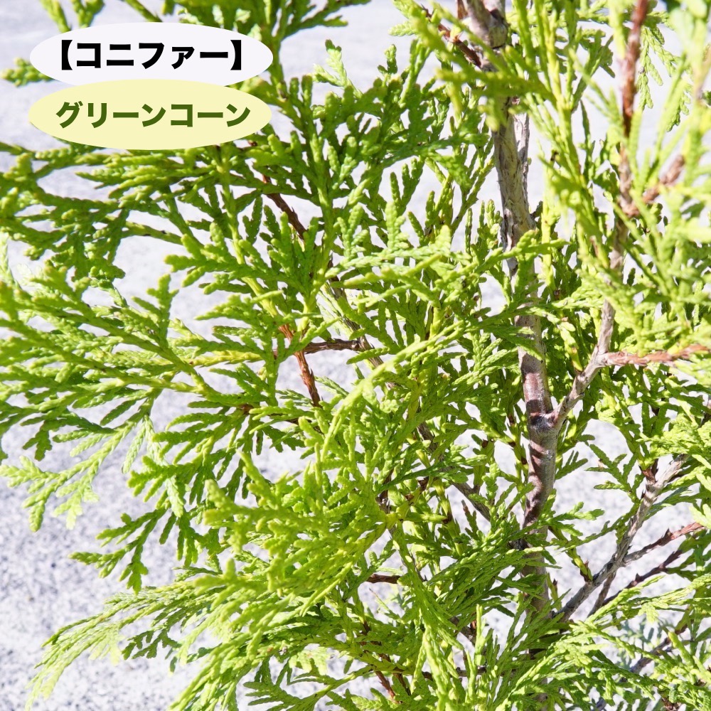 コニファー パープルフェザー 5号ポット苗 庭木 生垣 目隠し 苗木部 本店 By 花ひろばオンライン