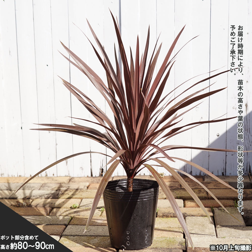 コルジリネ ドラセナ 赤葉ドラセナ 大苗 低木 庭木 常緑樹 苗木部 本店 By 花ひろばオンライン
