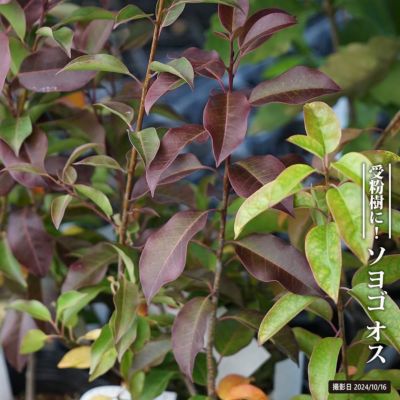 000000116203-01-m.jpg?t=