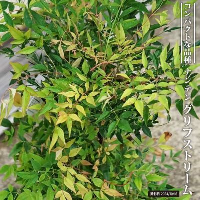 完売 天然楢の木で作成【表は森を感じられるミニちゃぶ台！裏は
