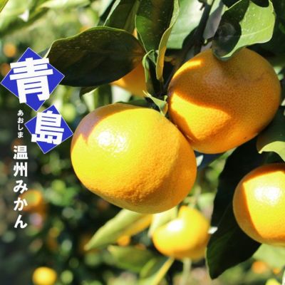 青島温州みかん【2年生接ぎ木苗】 | 日本ライン花木センター