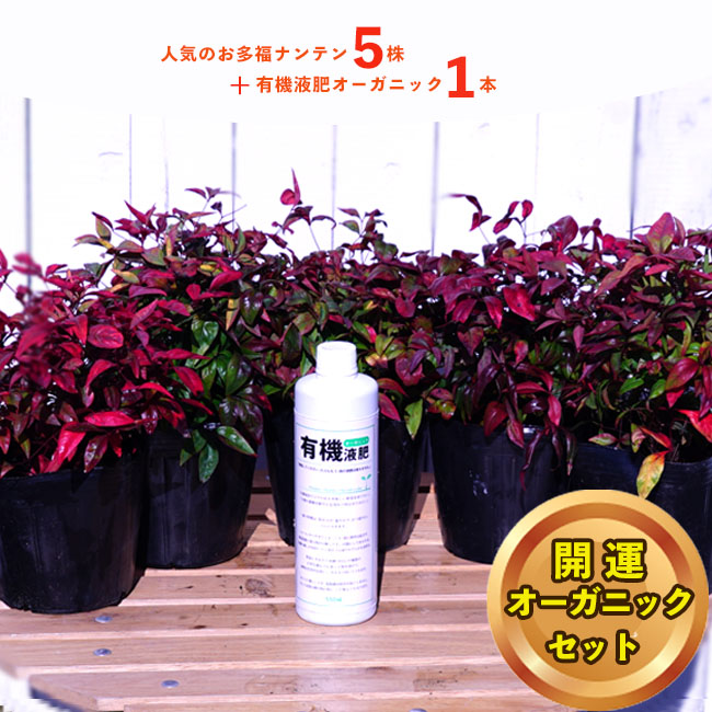 送料無料 開運オーガニックセット お多福南天 オタフクナンテン 5本と有機液肥のセット 庭木 常緑樹 グランドカバー 低木 有機 液肥セット 庭木 常緑樹 苗木部 本店 By 花ひろばオンライン