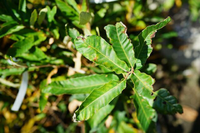 クヌギ 苗 販売 苗木部 By 花ひろばオンライン