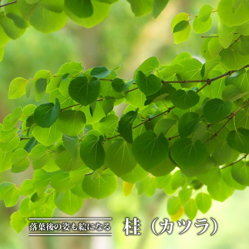 桂 苗 販売 苗木部 By 花ひろばオンライン