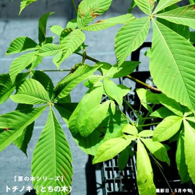 コブシ コブシ 苗 販売 苗木部 By 花ひろばオンライン