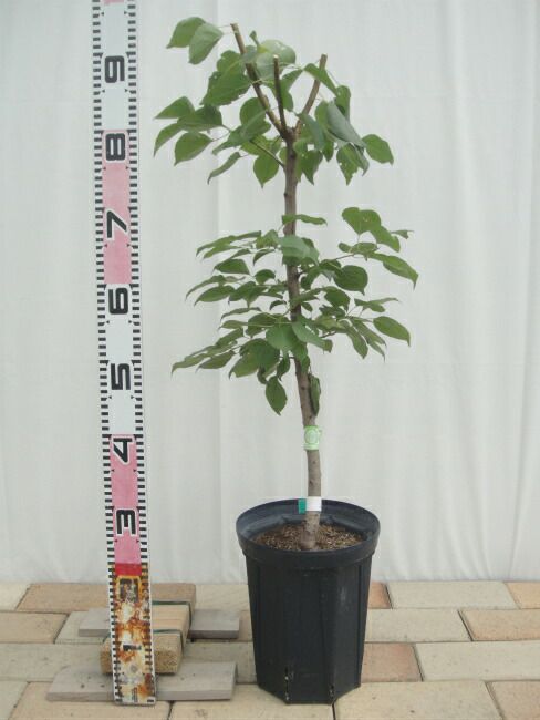 000000016879-02-l.jpg?t=