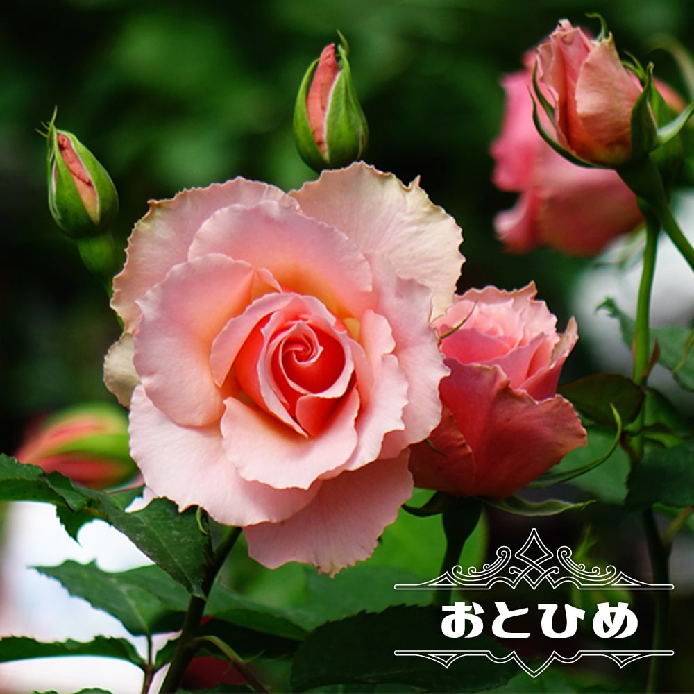 バラ おとひめ 苗 販売 苗木部 By 花ひろばオンライン