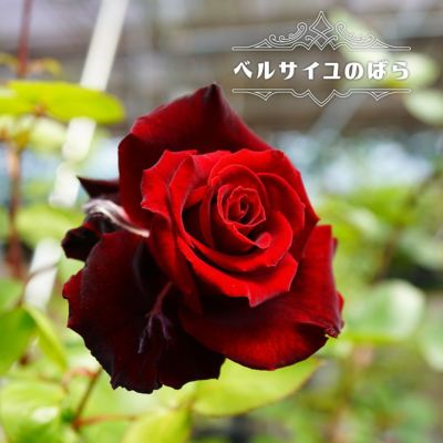 バラ苗 夜来香 イエライシャン 河本バラ園 大苗 6号ポット Ht 紫色 バラ 苗 四季咲き 大輪 薔薇 予約販売12月 翌1月頃入荷予定 苗木部 本店 By 花ひろばオンライン