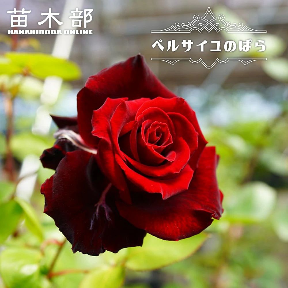 赤系で木立ち 苗木部 本店 By 花ひろばオンライン