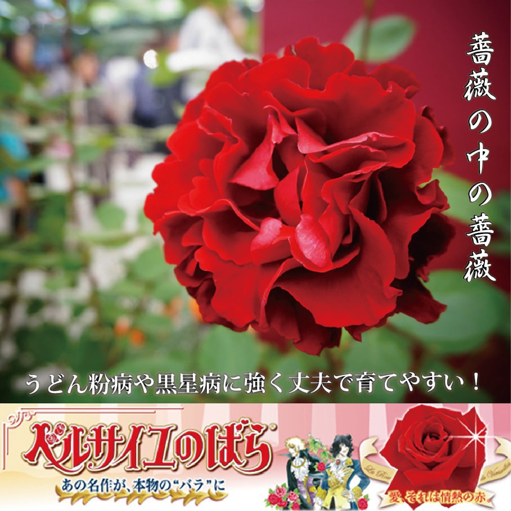 90 以上節約 予約販売 バラ苗 バラ大苗 メイアン ベルサイユのばら 薔薇 バラ 京成バラ園 大苗 Kso 12月上旬以降発送 Swsj Org