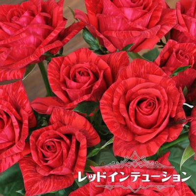 バラ レッドインテューション 苗 販売 苗木部 By 花ひろばオンライン バラ レッドインテューション 苗 販売 苗木部 By 花ひろばオンライン