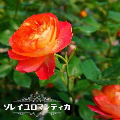 とげが少ないバラ | 苗木部 本店 By 花ひろばオンライン
