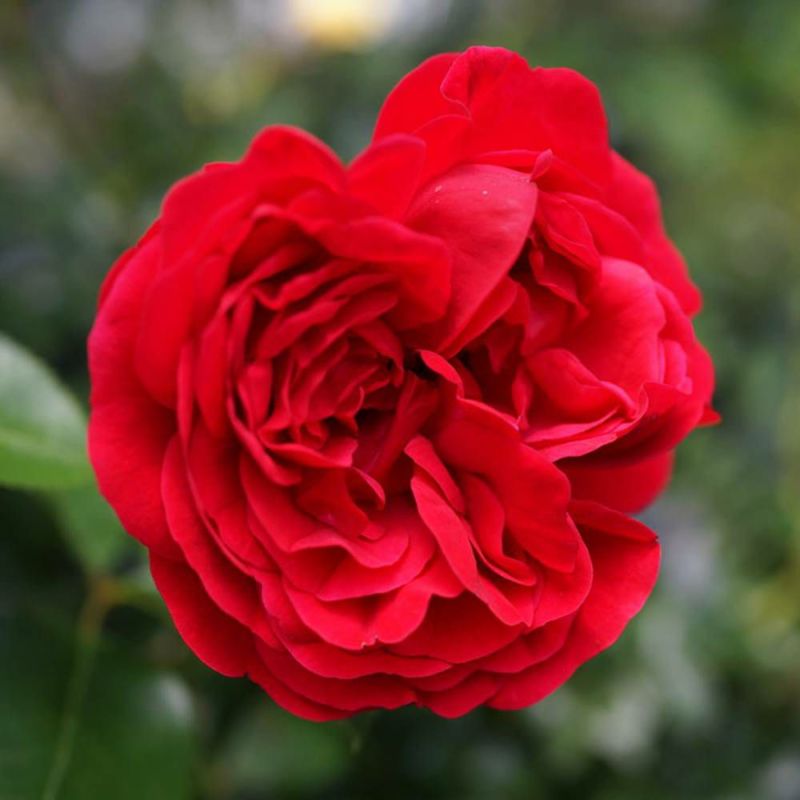 Amazon｜PURIZA バラ 花束 生花 赤 本数選べる 赤いバラ