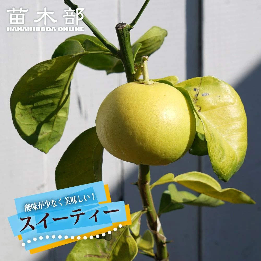 グレープフルーツ 苗木部 本店 By 花ひろばオンライン