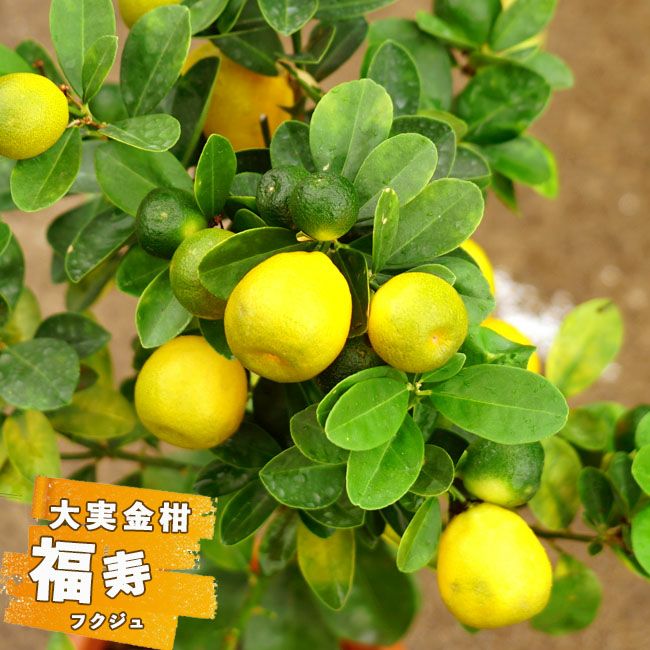 実付きレモンの樹 マイヤー高さ1.2m 接木大株 実付き 7号鉢物-