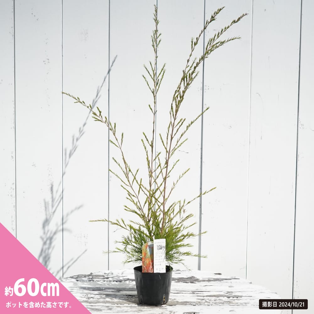バーケアリニフォリア7号鉢全長120cm