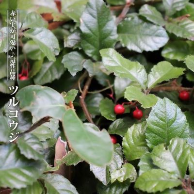 完売 天然楢の木で作成【表は森を感じられるミニちゃぶ台！裏は