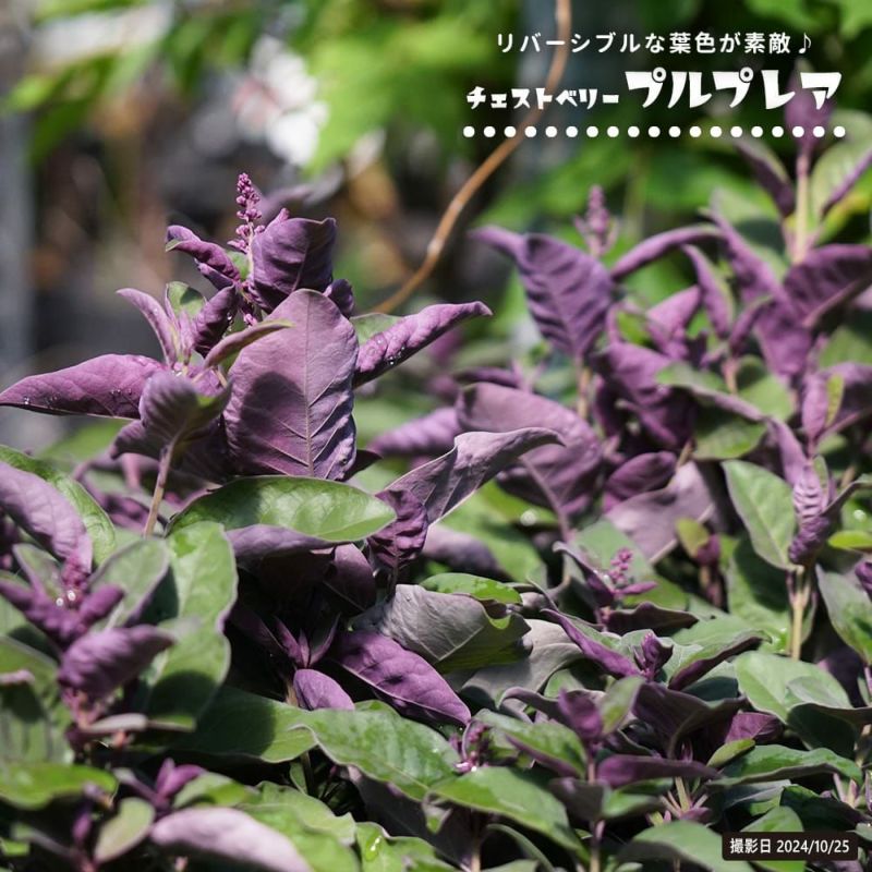 ミツバハマゴウ プルプレア 苗 販売 苗木部 By 花ひろばオンライン