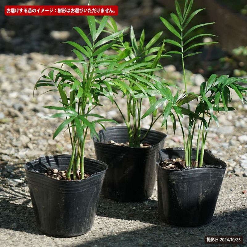 ヤシ テーブルヤシ 苗 販売 苗木部 By 花ひろばオンライン