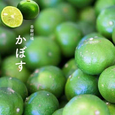 楽天市場】カボス 苗木 3年生接木大苗 【産地で剪定済 1.0m苗