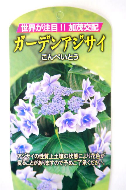 こんぺいとう ガクアジサイ 苗 販売 苗木部 By 花ひろばオンライン