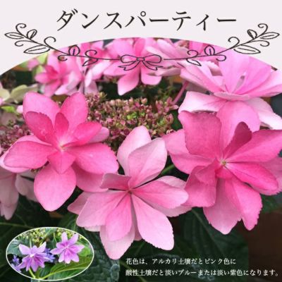 クリスマスローズ プチドール結3号ポット苗 苗木部ｂｙ花ひろばオンライン