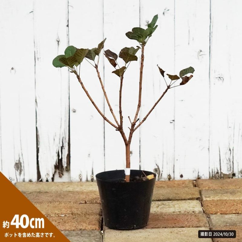 000000118235-02-l.jpg?t=