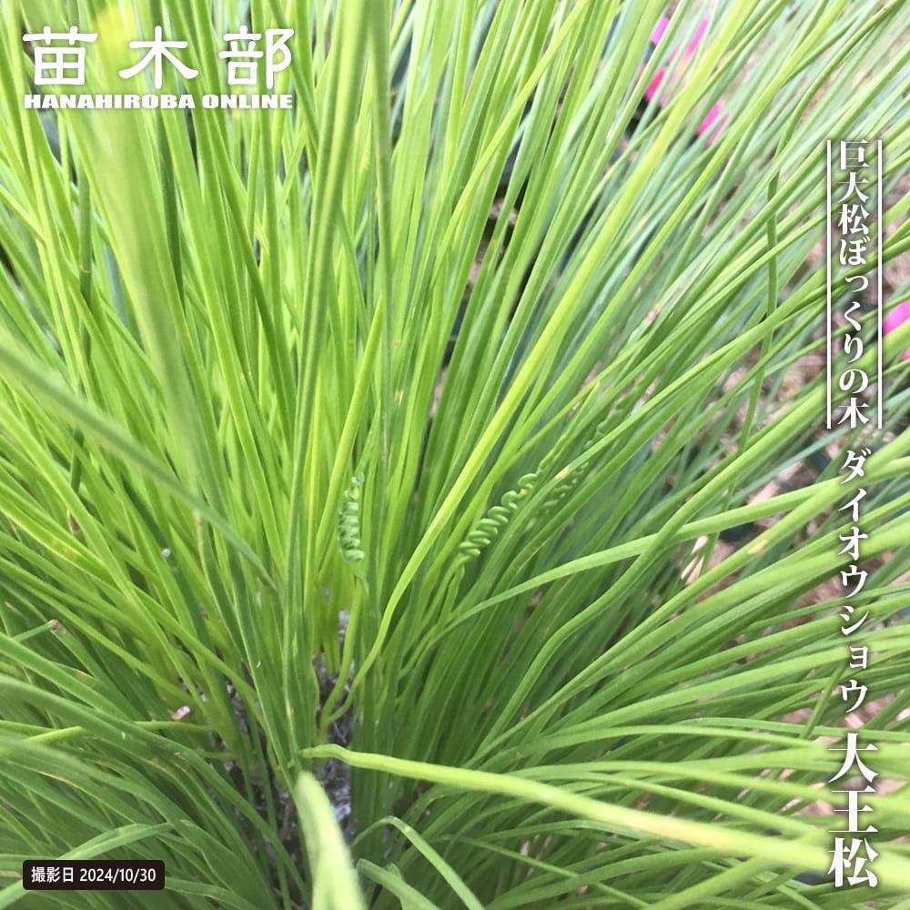 ユッカ エラータ 苗 販売 苗木部 By 花ひろばオンライン
