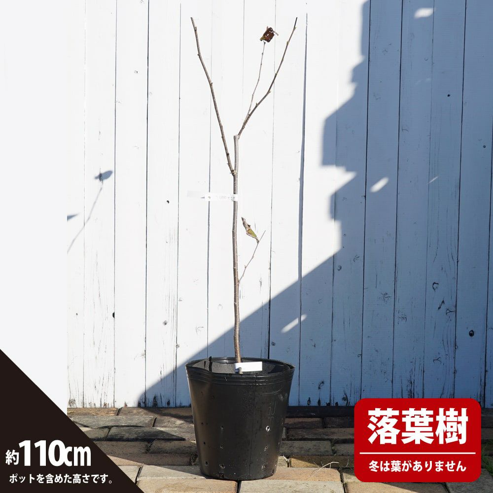 000000118246-02-l.jpg?t=