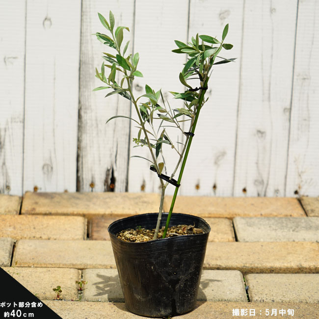 オリーブ 希少品種 カラマタ 9号 （観葉植物 オリーブの木 8号 